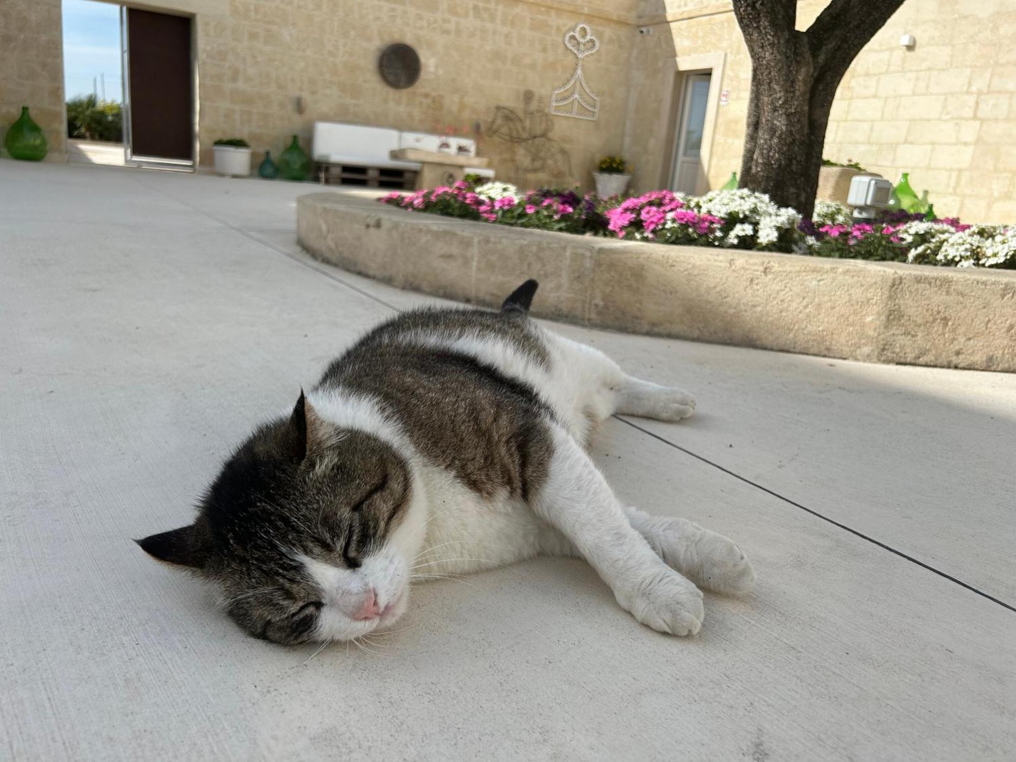 גרבינה אין פוליה Masseria Spiga מראה חיצוני תמונה
