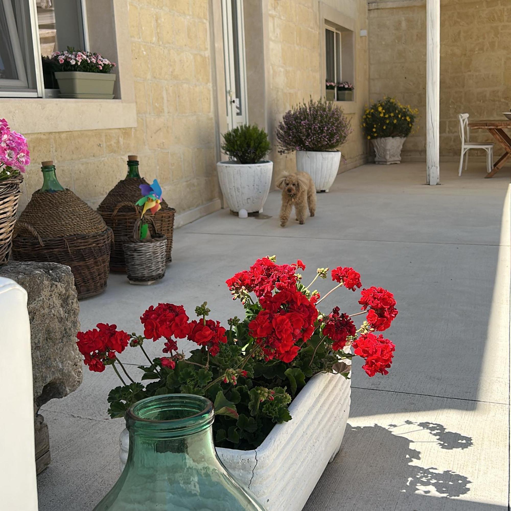 גרבינה אין פוליה Masseria Spiga מראה חיצוני תמונה